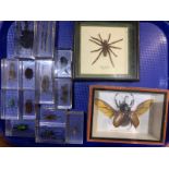 A group of entomological specimens to include scorpions, spiders, a mantis, centipede etc, also a