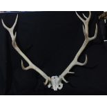 A pair of deer antlers on partial skull.