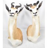 Two taxidermy antelope wall hanging trophies (2).