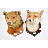 Two taxidermy fox heads on shield backed plaques (2).