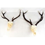 Two pairs of four point antlers both attached to partial skulls, width of each approx 66cm (2).