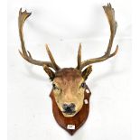 A taxidermy deer mounted on a shield plaque (af).Additional InformationThe ears have some damage and