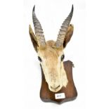 A taxidermy gazelle (probably), mounted on a shield.