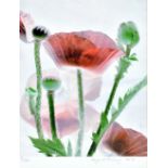 MARGARET HOCKNEY (20th century); pencil signed limited edition print depicting poppies, numbered