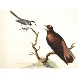 AFTER WILLIAM HAYES; an original hand coloured etching, 'The Young Cuckoo', bears a signature and