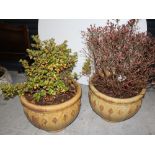 Two large circular amber ground stoneware garden planters, with greenery (2).