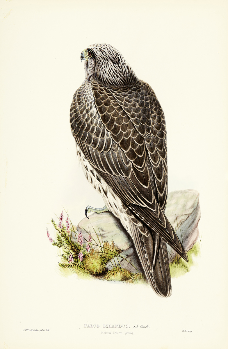 The Birds of Great Britain12 altkolorierte Lithografien nach Vorlagen von John Gould, Josef Wolf und - Image 3 of 13
