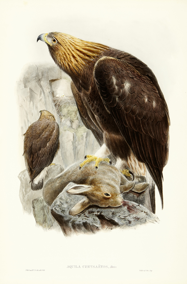 The Birds of Great Britain12 altkolorierte Lithografien nach Vorlagen von John Gould, Josef Wolf und - Image 9 of 13