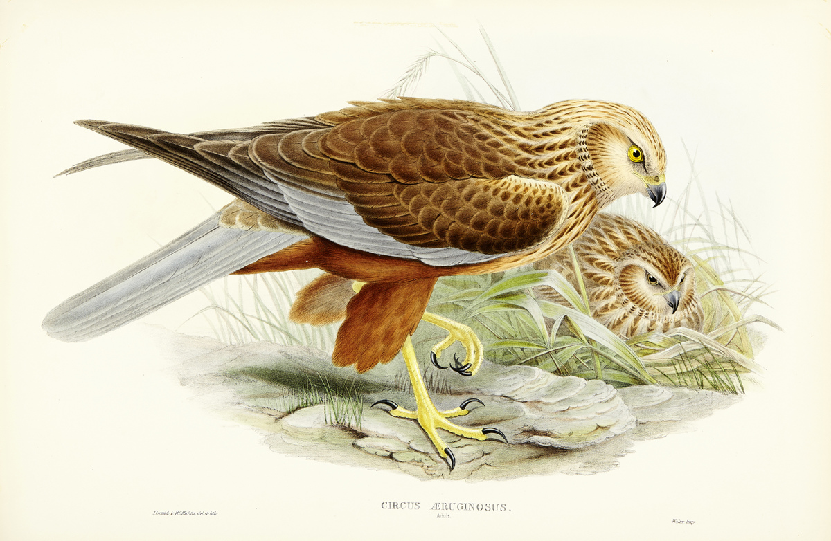 The Birds of Great Britain12 altkolorierte Lithografien nach Vorlagen von John Gould, Josef Wolf und - Image 11 of 13