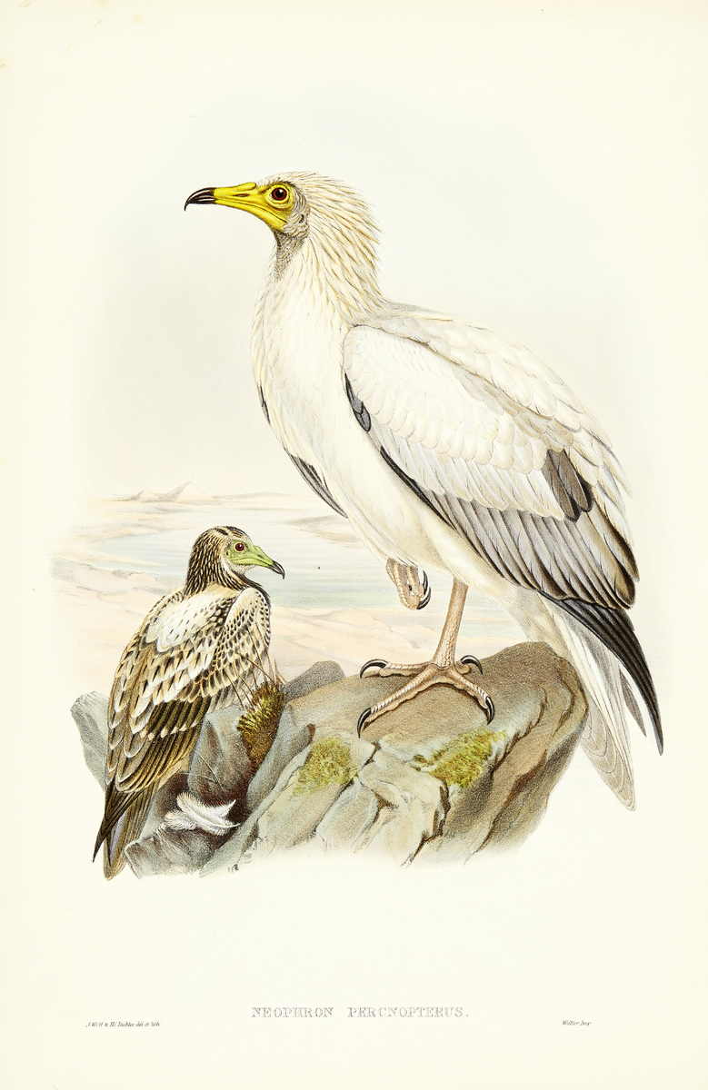 The Birds of Great Britain12 altkolorierte Lithografien nach Vorlagen von John Gould, Josef Wolf und - Image 7 of 13