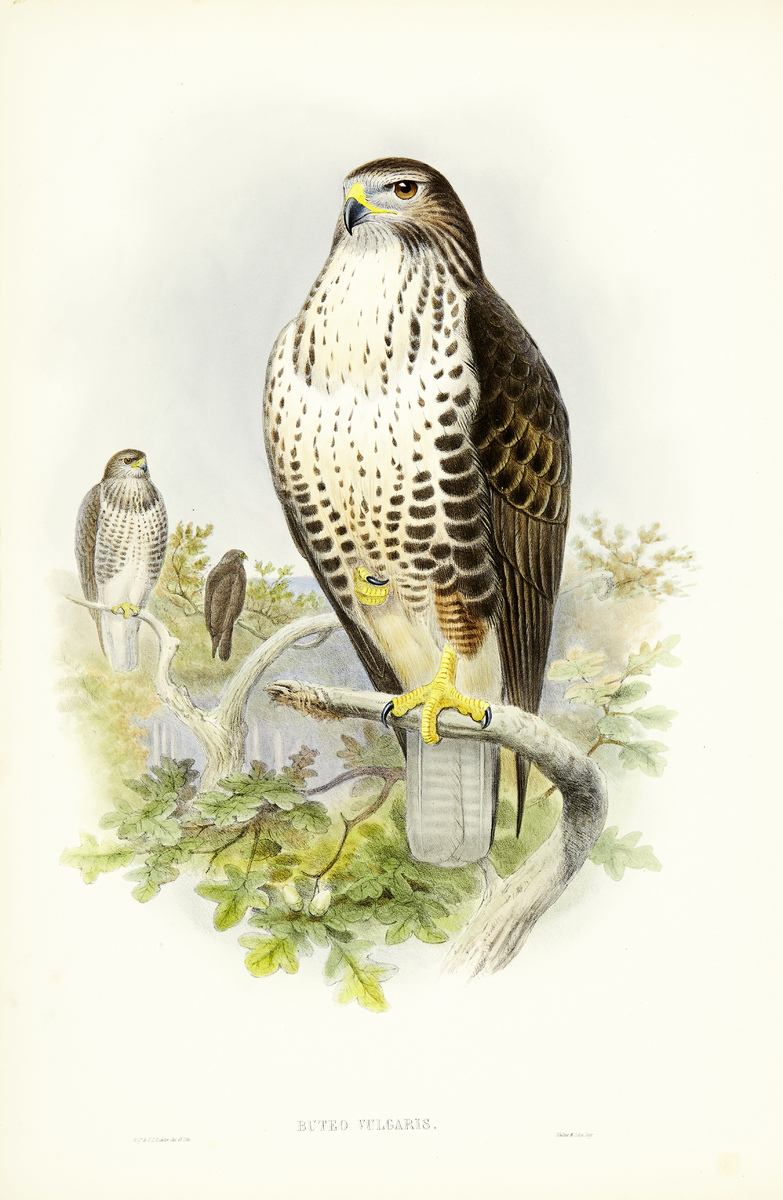 The Birds of Great Britain12 altkolorierte Lithografien nach Vorlagen von John Gould, Josef Wolf und - Image 2 of 13