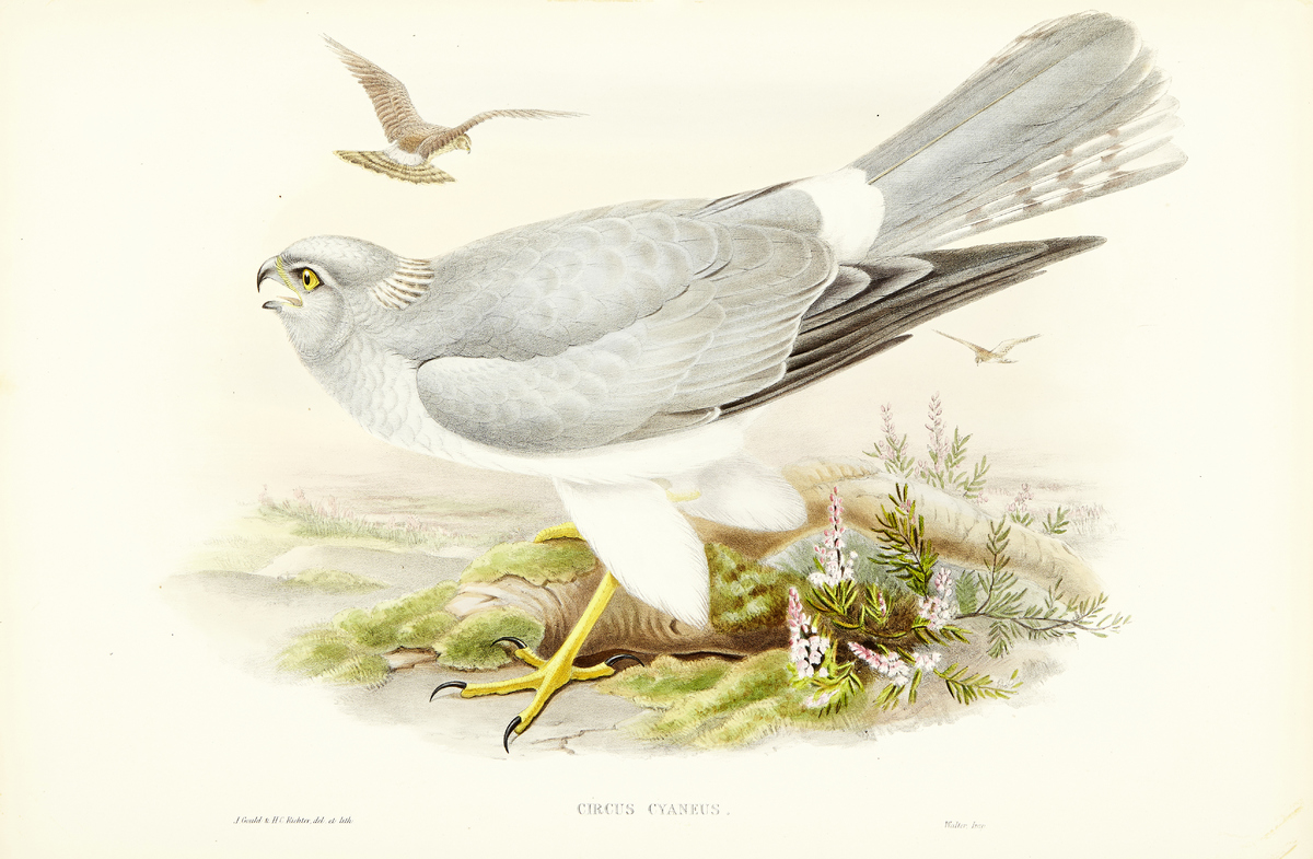 The Birds of Great Britain12 altkolorierte Lithografien nach Vorlagen von John Gould, Josef Wolf und - Image 12 of 13