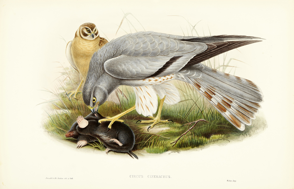 The Birds of Great Britain12 altkolorierte Lithografien nach Vorlagen von John Gould, Josef Wolf und - Image 13 of 13