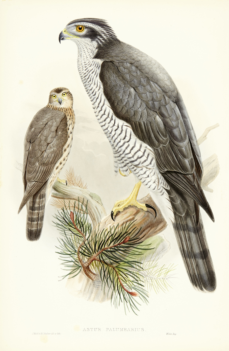 The Birds of Great Britain12 altkolorierte Lithografien nach Vorlagen von John Gould, Josef Wolf und - Image 6 of 13