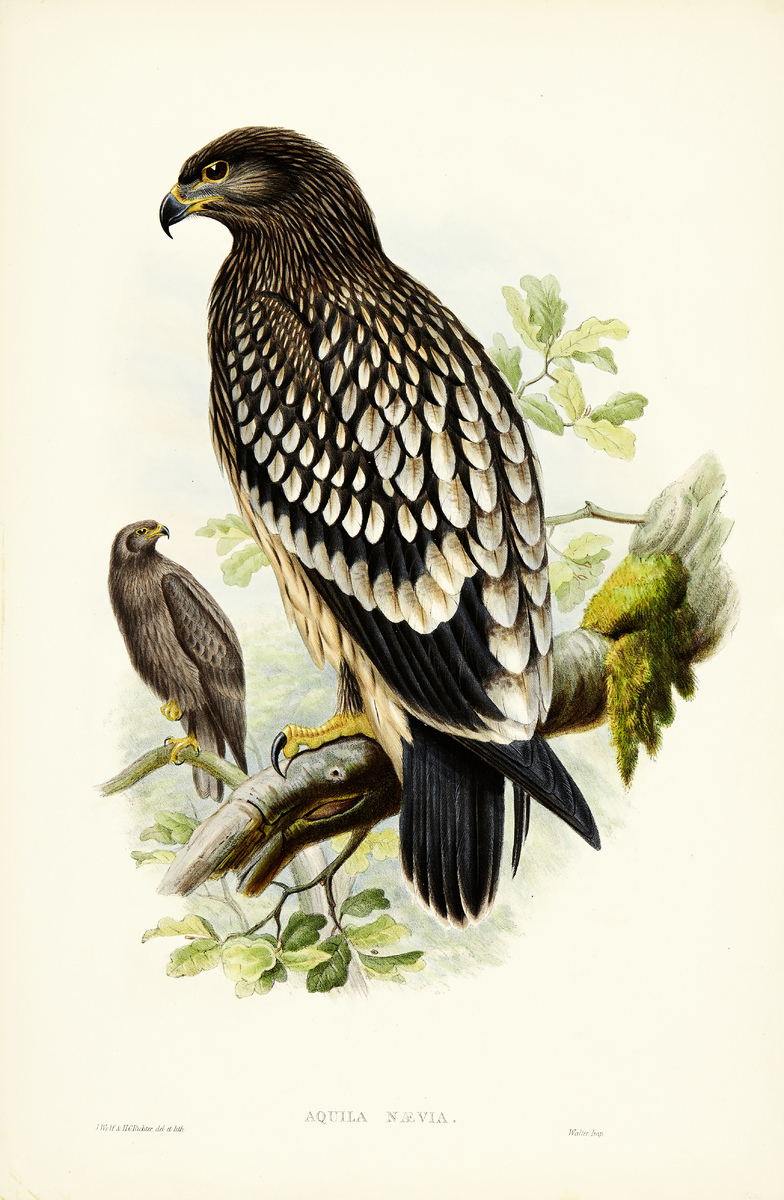 The Birds of Great Britain12 altkolorierte Lithografien nach Vorlagen von John Gould, Josef Wolf und - Image 5 of 13