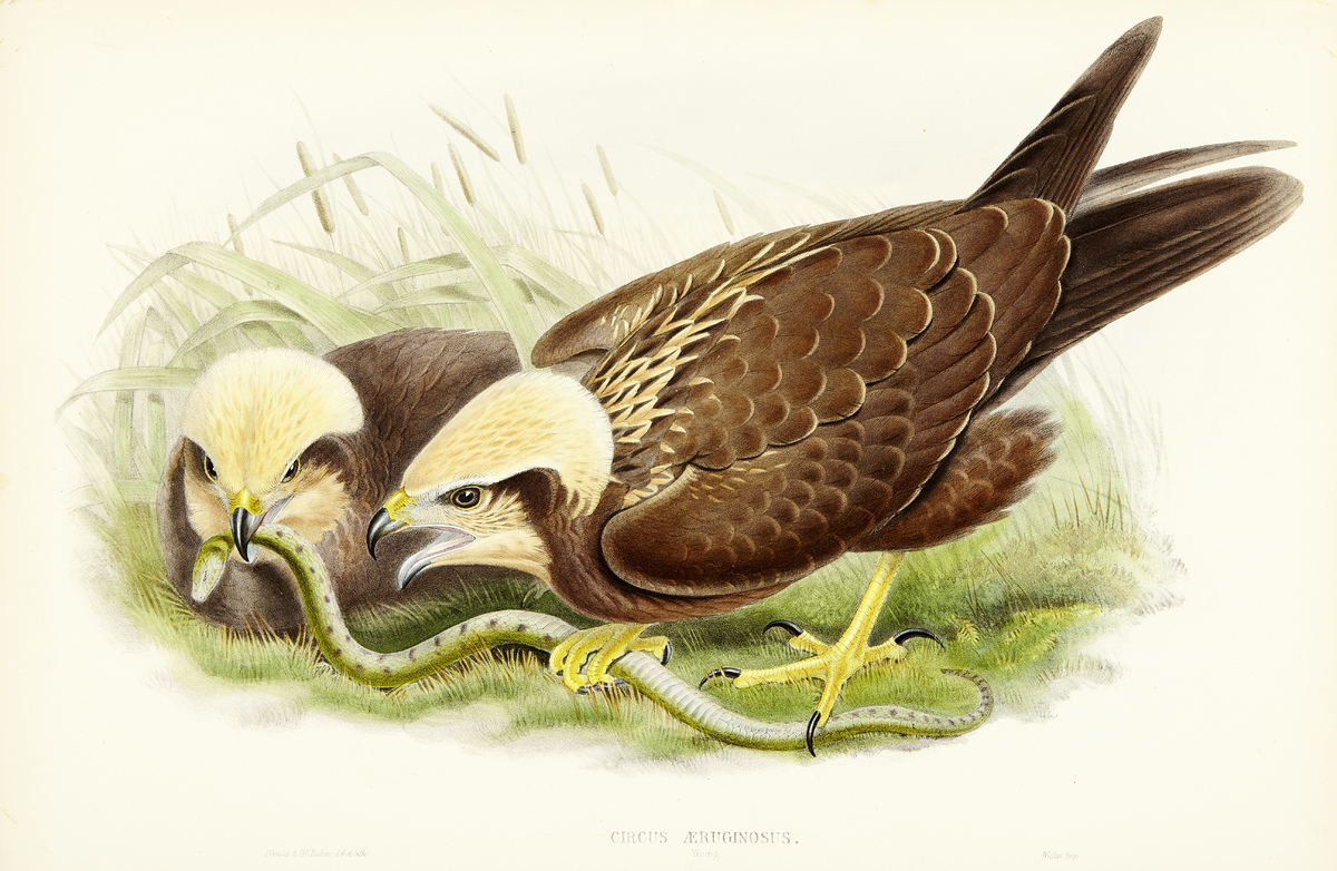 The Birds of Great Britain12 altkolorierte Lithografien nach Vorlagen von John Gould, Josef Wolf und - Image 10 of 13
