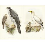 The Birds of Great Britain12 altkolorierte Lithografien nach Vorlagen von John Gould, Josef Wolf und