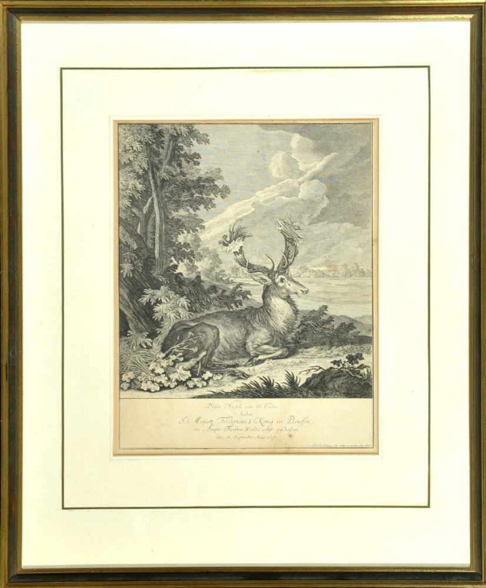 Ridinger, Johann Elias, 1698 Ulm - 1767 AugsburgRadierung, 29,5 x 27,5 cm, " Hirsch ", i.d.Pl. bez.,