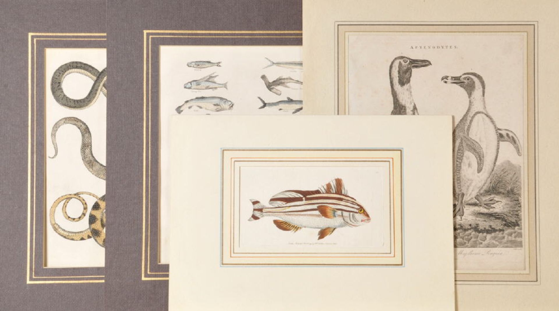 Kupferstiche, 4 Stückhandcolor., versch. Größen, " Tiermotive ", 18./19. Jh., P
