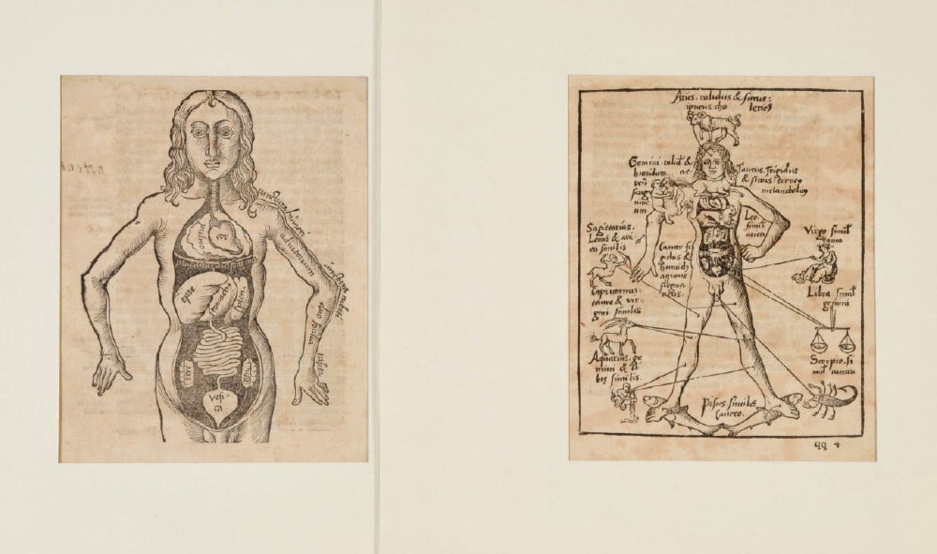 Holzschnitte, 2 StückBlatt je 20 x 15 cm, " Anatomische Darstellungen ", aus "Margerita
