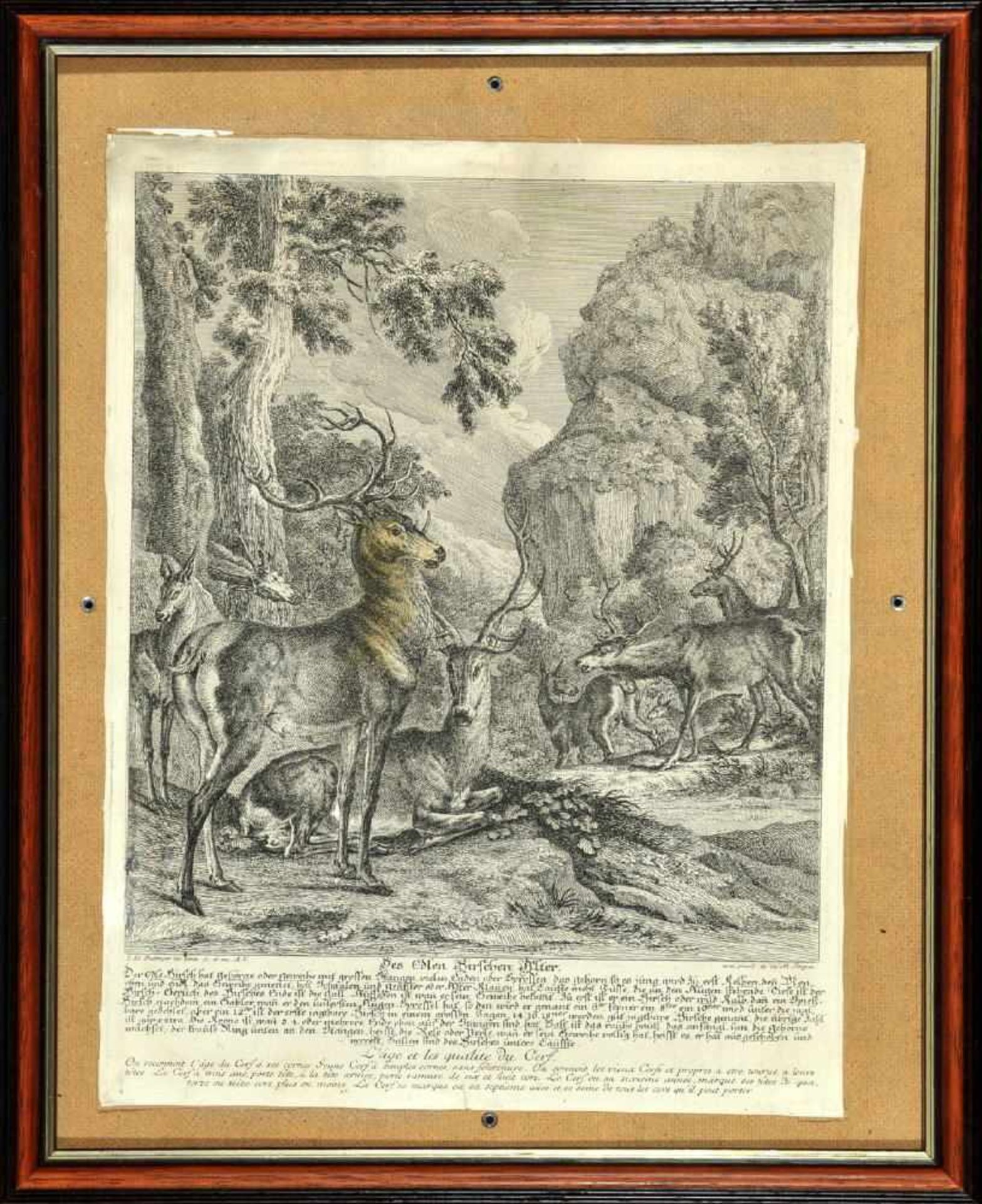 Ridinger, Johann Elias, 1698 Ulm - 1767 AugsburgKupferstich, 25 x 22 cm, betit. " Des edlen Hirschen