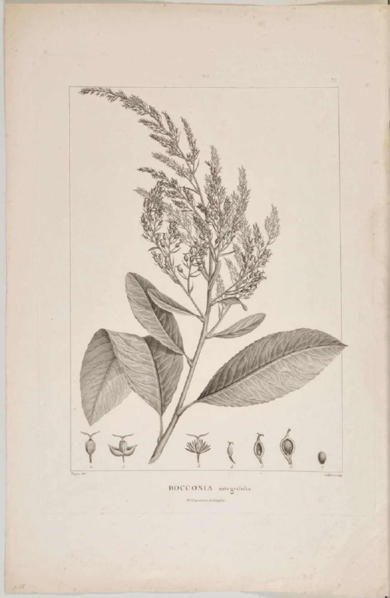 Kupferstich, 18. Jh.Blatt 51,5 x 33,5 cm, " Pflanzendarstellung - Vocconia integrifolia ", von
