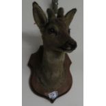 Deer head - wall mounted