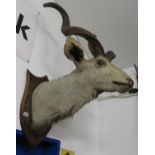 Oryx taxidermy head