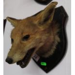 Taxidermy fox mask