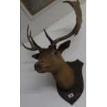 Large stag's head