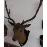 Large stag's head