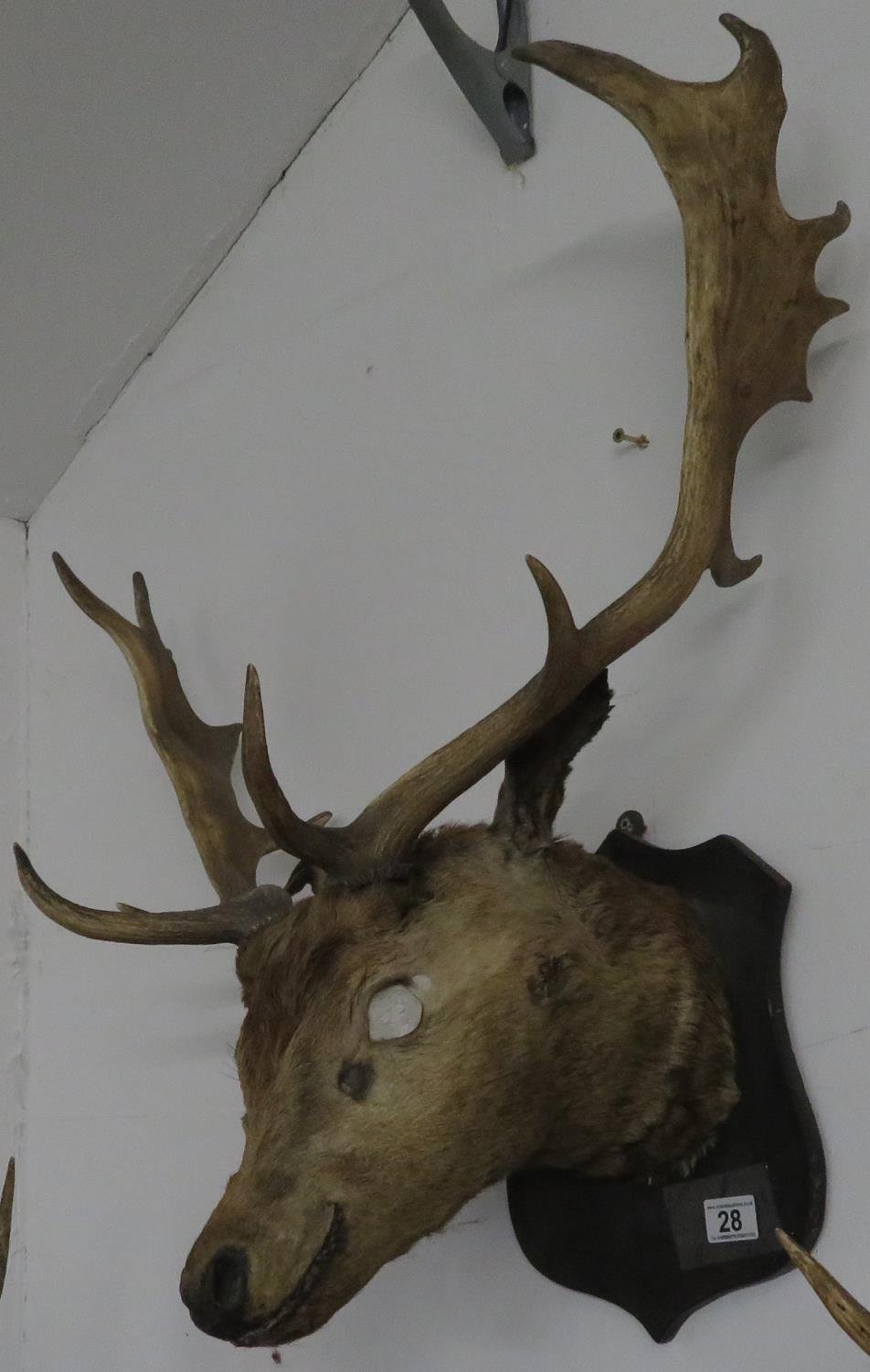 Large stag's head - eyes missing