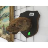 Wall hung otter mask