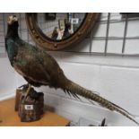 Taxidermy pheasant