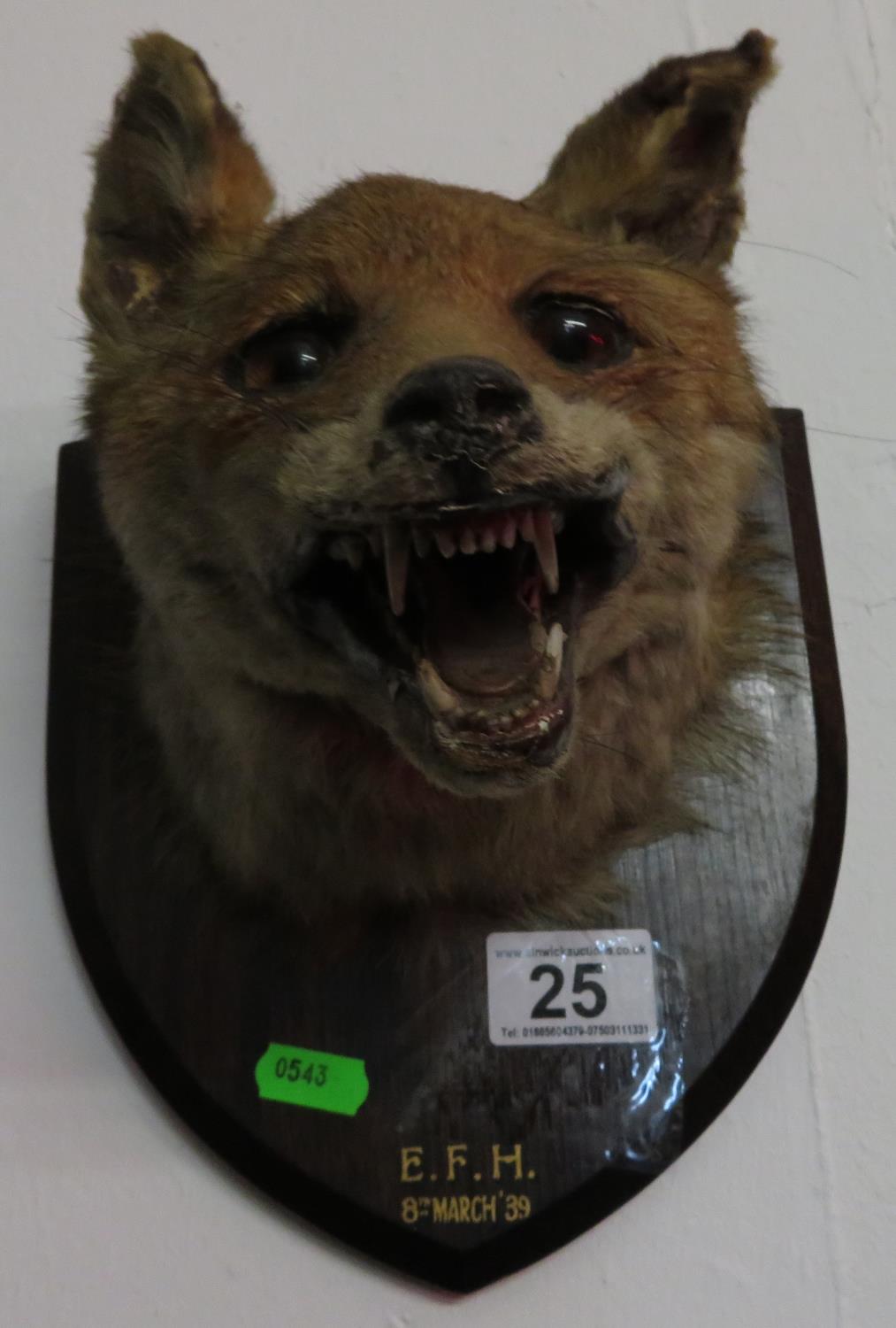 Taxidermy fox mask - Image 2 of 2