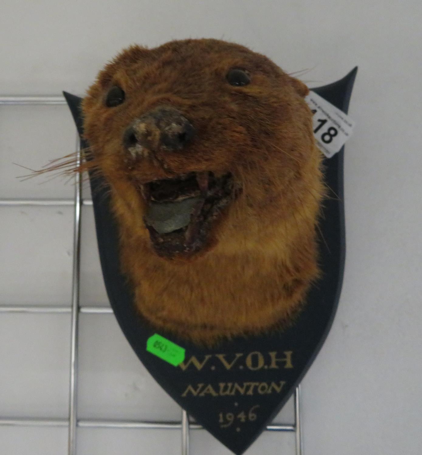 Wall hung otter mask - Image 2 of 3