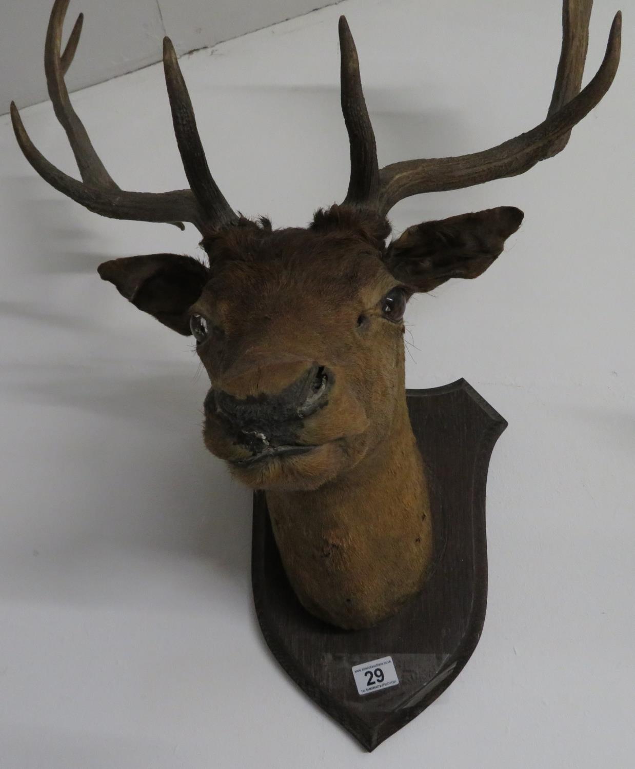 Large stag's head - Bild 3 aus 3