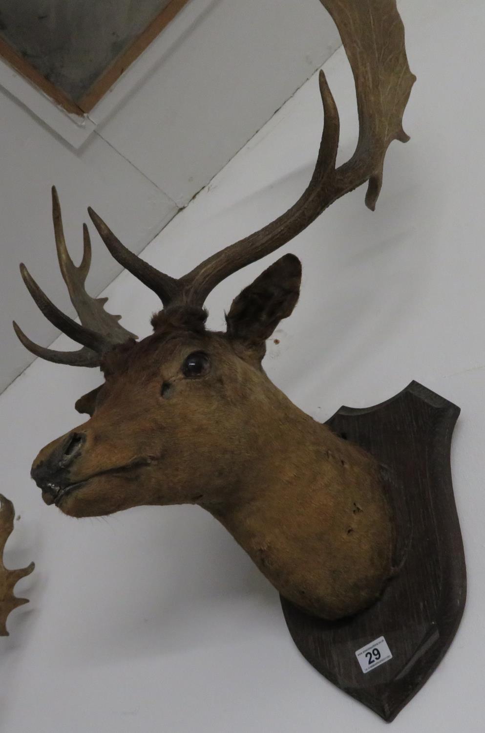 Large stag's head - Bild 2 aus 3