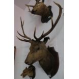 Large early glass eyed stag's head