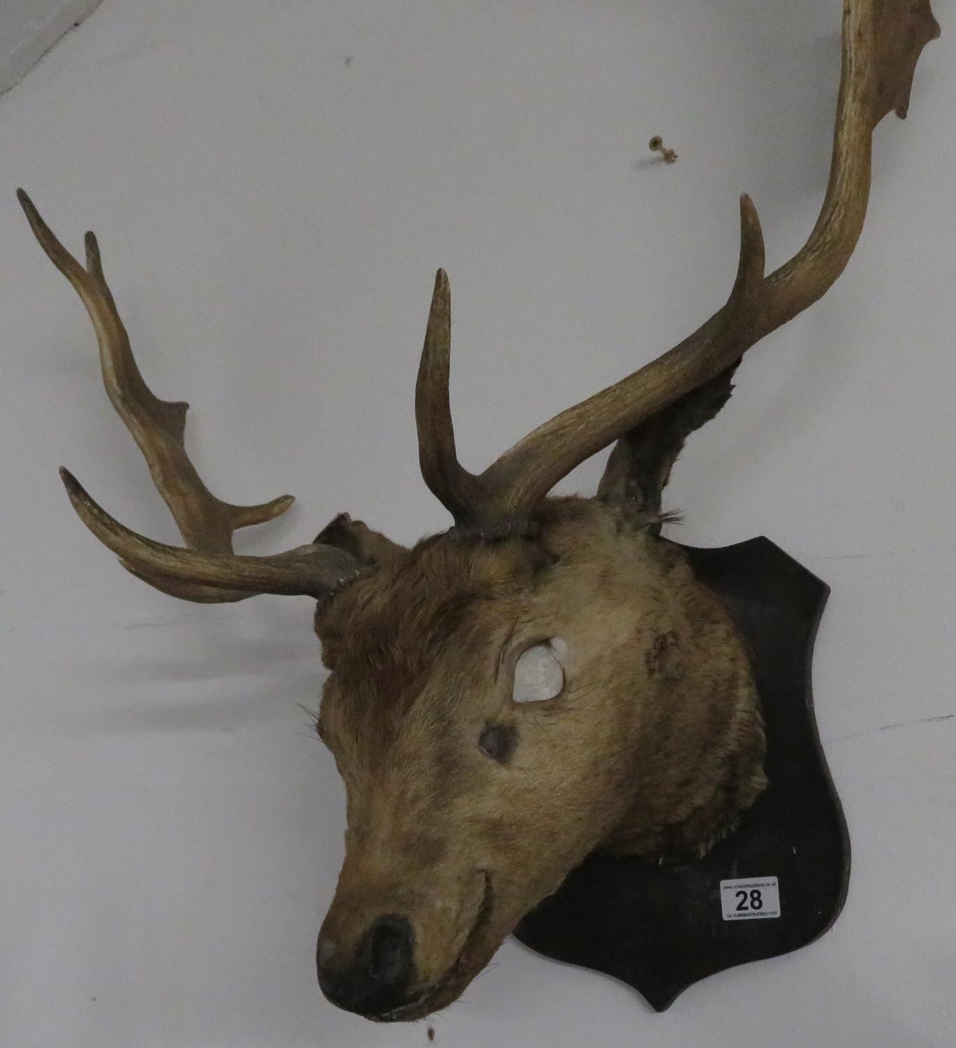 Large stag's head - eyes missing - Image 2 of 2