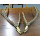Set of stag horns