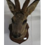 Deer head