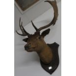 Mounted stag's head