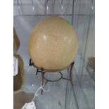 Ostrich egg