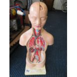 20" anatomical learning model which does come apart