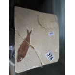 Fossilised fish