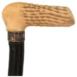 AN EARLY 20TH CENTURY WALKING CANE, the ivory handle naturalistically carved, above silver collar