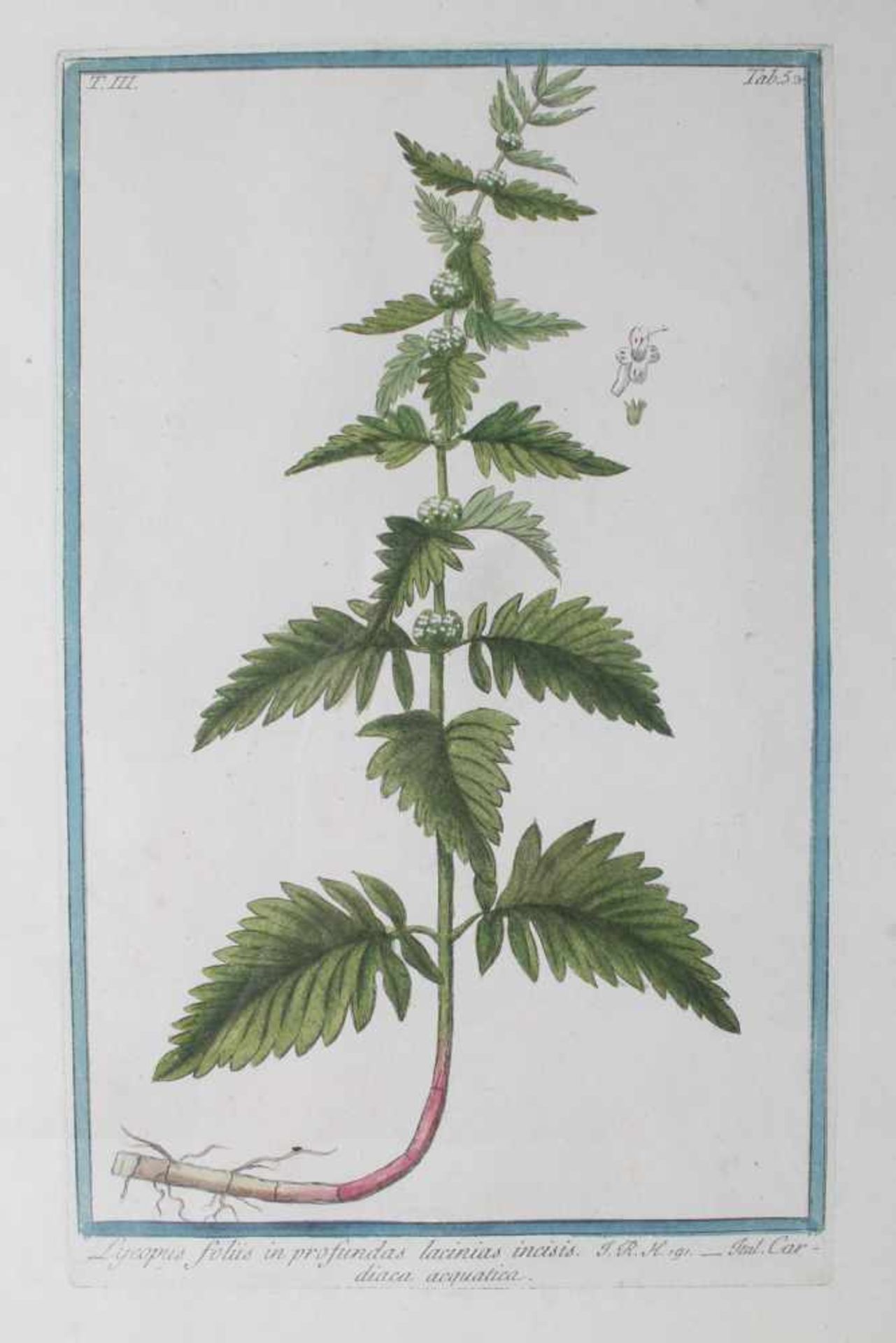 18. Jahrhundert, 3 altkoloriert Pflanzen Kupferstiche,Kupferstiche, diverse botanische - Bild 2 aus 4
