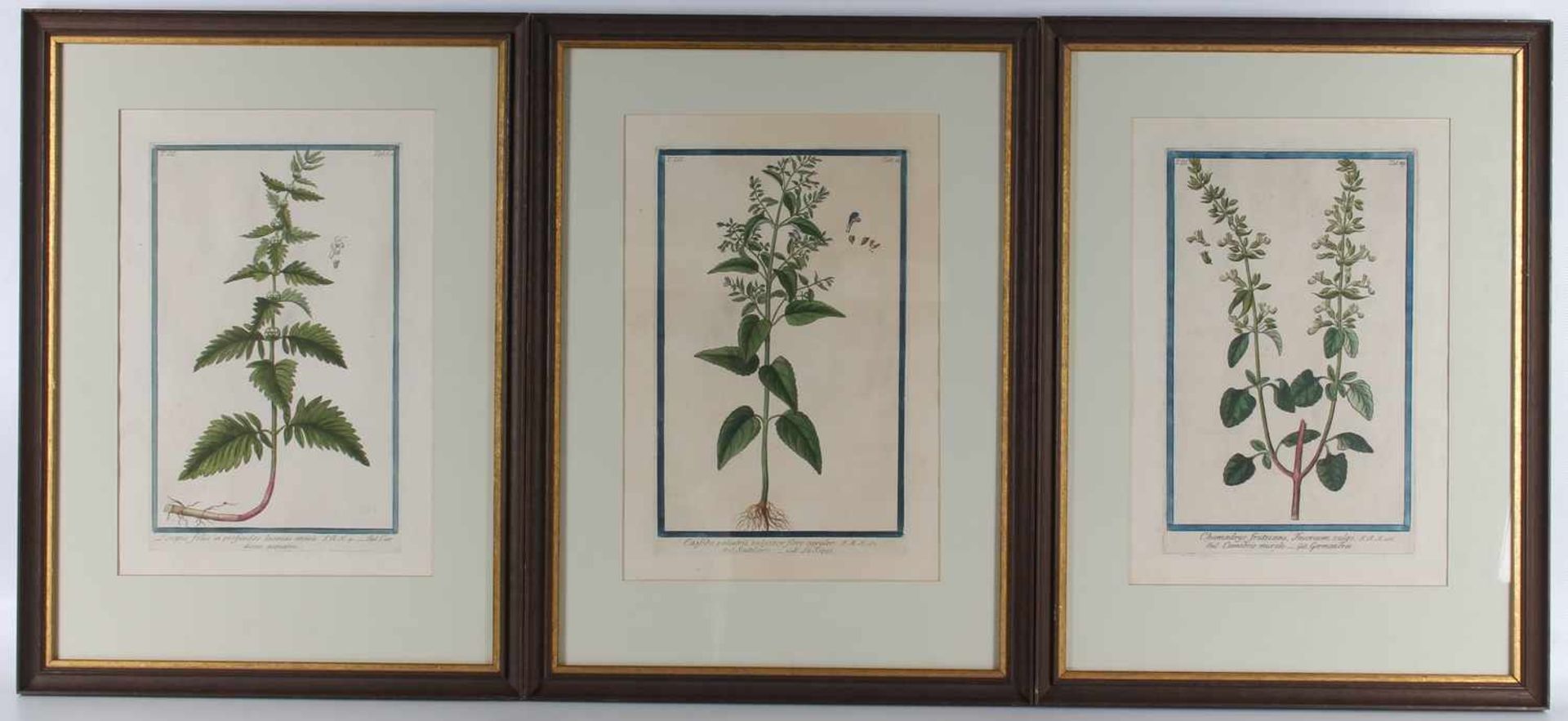 18. Jahrhundert, 3 altkoloriert Pflanzen Kupferstiche,Kupferstiche, diverse botanische