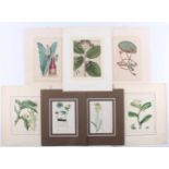 7 botanische Lithographien / Kupferstiche mit Pflanzen ca.. 1800-1850,diverse Pflanzen,